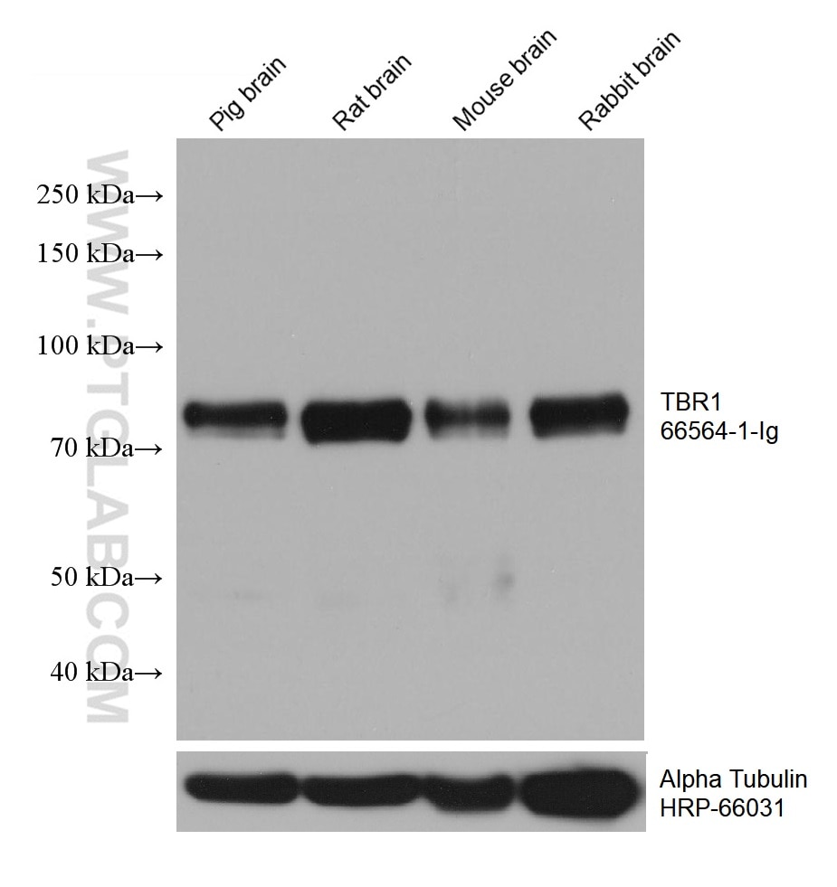WB analysis using 66564-1-Ig