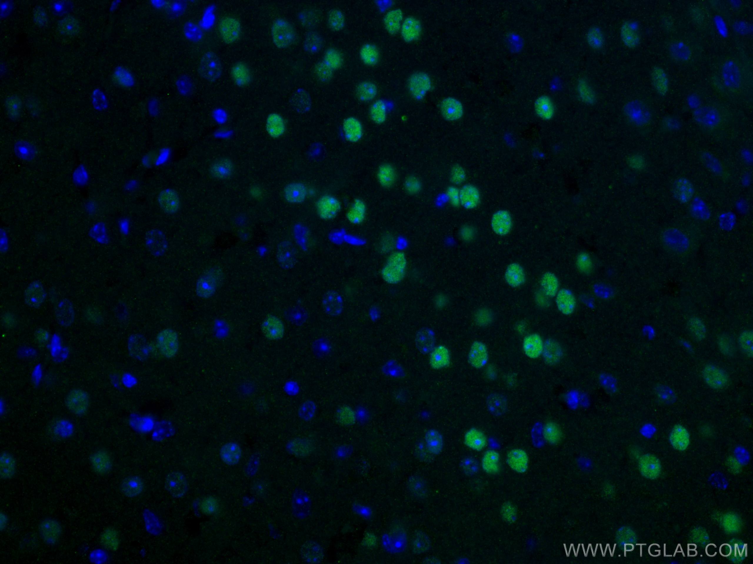 Immunofluorescence (IF) / fluorescent staining of mouse brain tissue using CoraLite® Plus 488-conjugated TBR1 Polyclonal anti (CL488-20932)