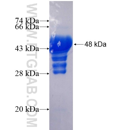 TBR1 fusion protein Ag14935 SDS-PAGE