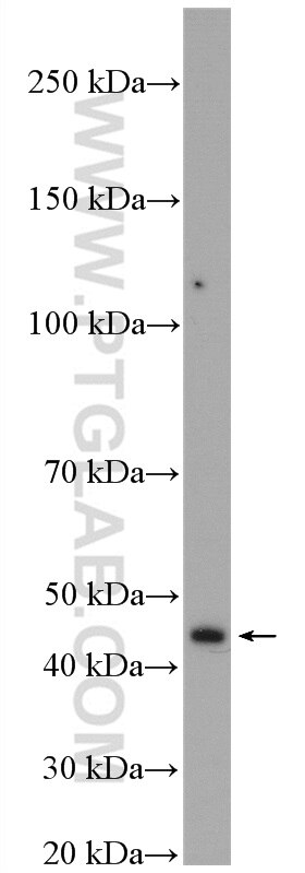 Western Blot (WB) analysis of BxPC-3 cells using TBRG1 Polyclonal antibody (13346-1-AP)