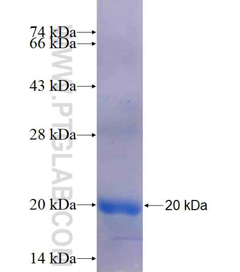 TBRG1 fusion protein Ag4346 SDS-PAGE