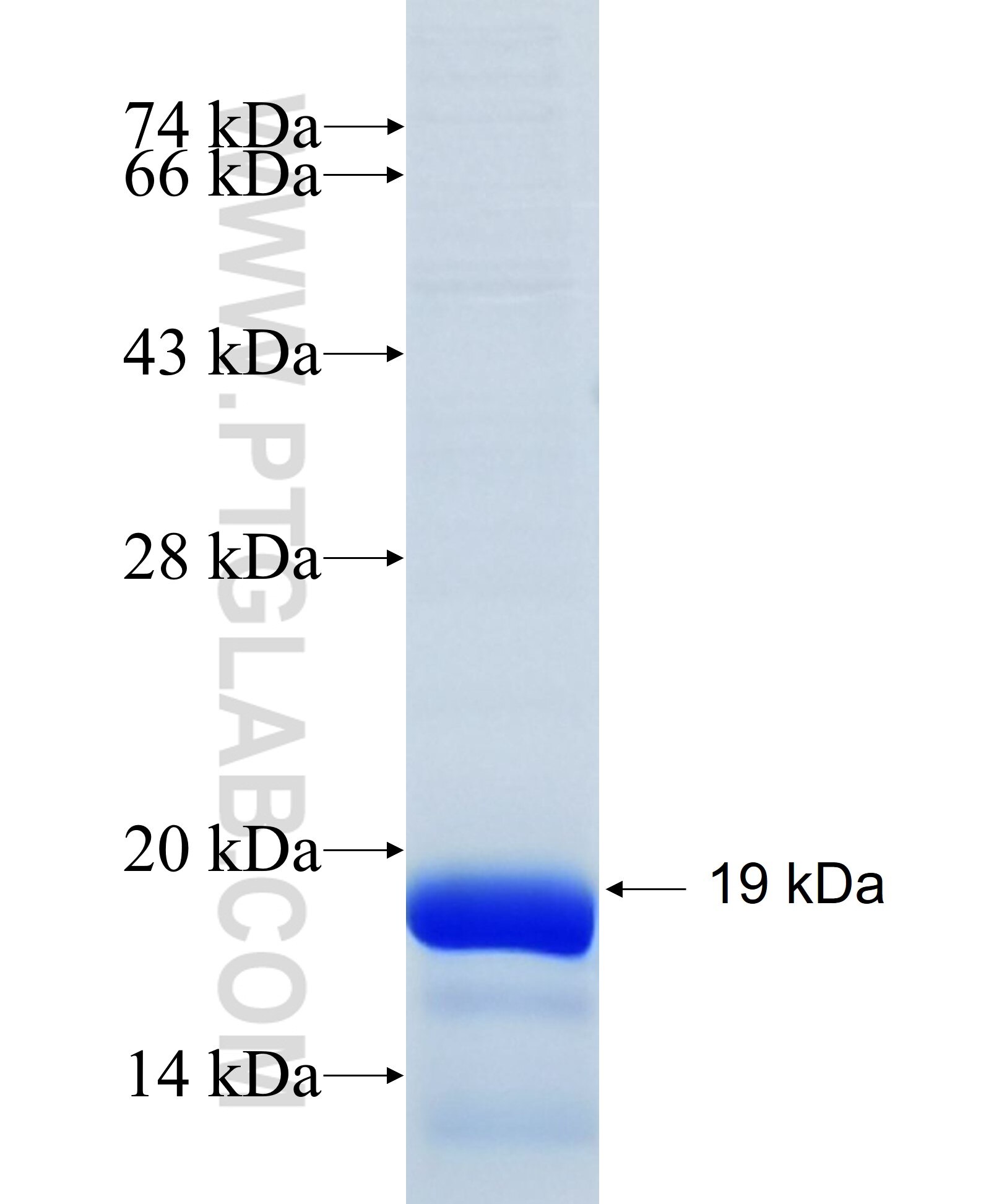 TBX1 fusion protein Ag26792 SDS-PAGE
