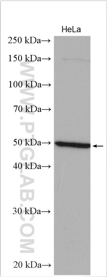 Western Blot (WB) analysis of various lysates using TBX15 Polyclonal antibody (25148-1-AP)