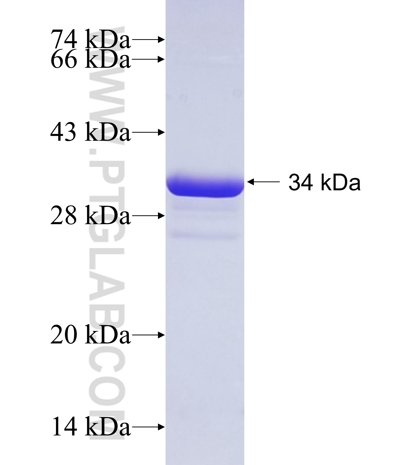 TBX15 fusion protein Ag18423 SDS-PAGE