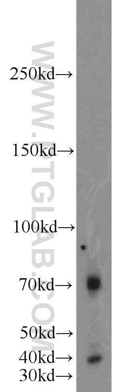 Western Blot (WB) analysis of HEK-293 cells using TBX18 Polyclonal antibody (23237-1-AP)