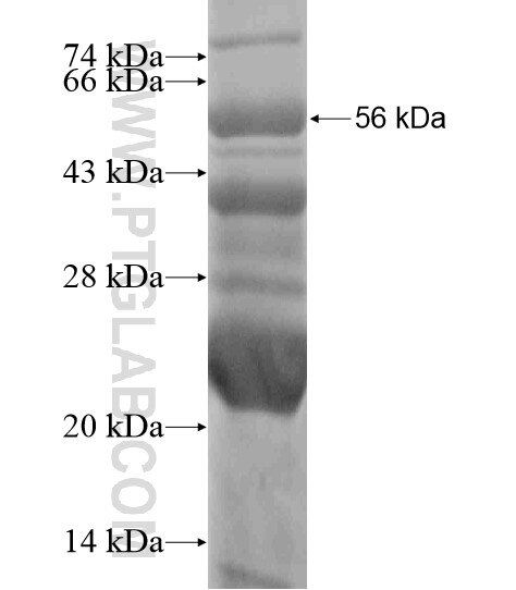 TBX18 fusion protein Ag19212 SDS-PAGE