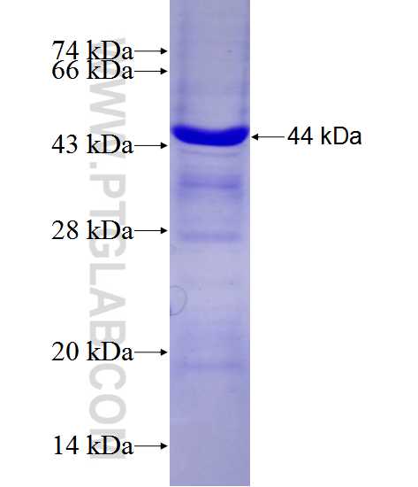 TBX19 fusion protein Ag12781 SDS-PAGE