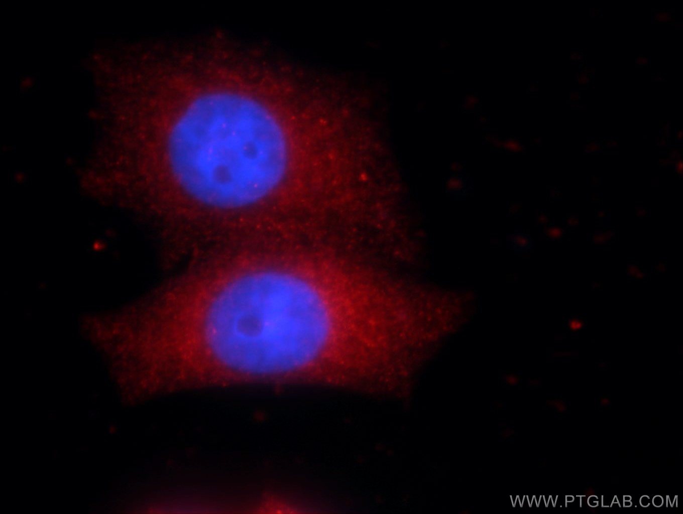Immunofluorescence (IF) / fluorescent staining of HepG2 cells using TBX2 Polyclonal antibody (22346-1-AP)