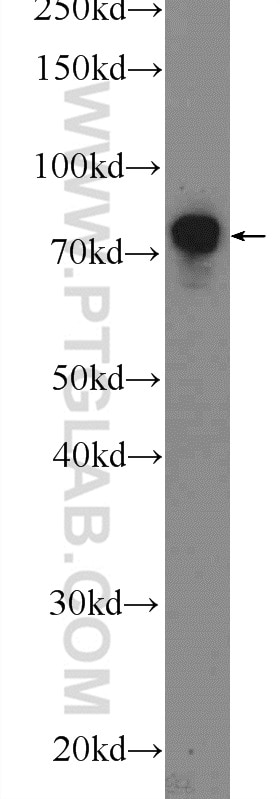 Western Blot (WB) analysis of mouse lung tissue using TBX2 Polyclonal antibody (22346-1-AP)