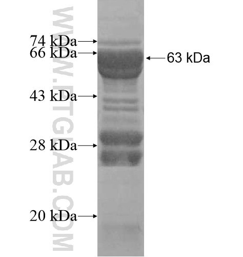 TBX2 fusion protein Ag10373 SDS-PAGE