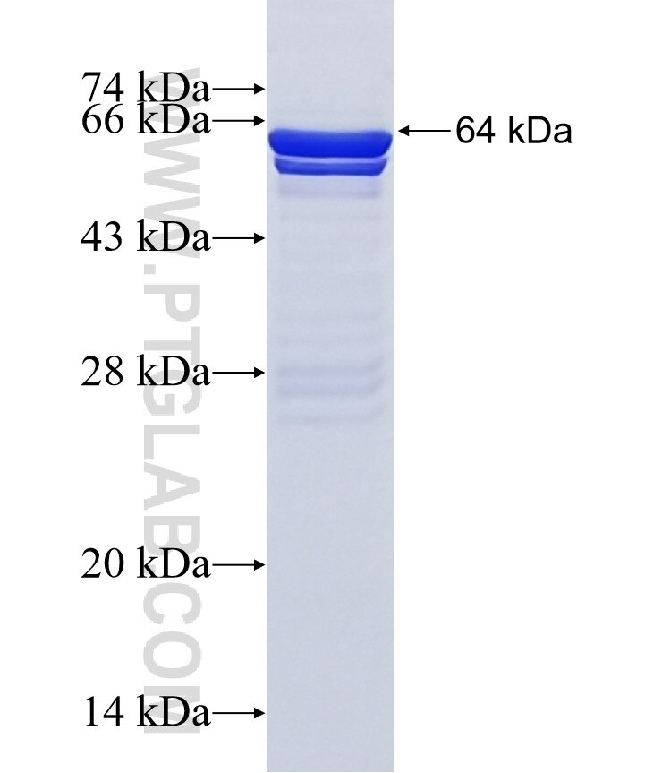 TBX2 fusion protein Ag10373 SDS-PAGE