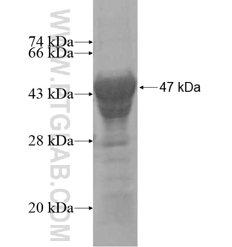 TBX2 fusion protein Ag10374 SDS-PAGE