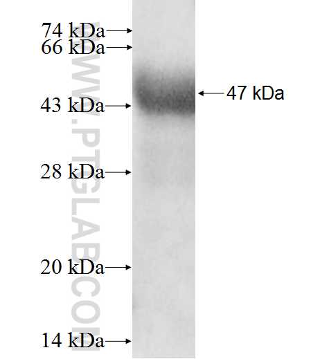TBX2 fusion protein Ag10392 SDS-PAGE