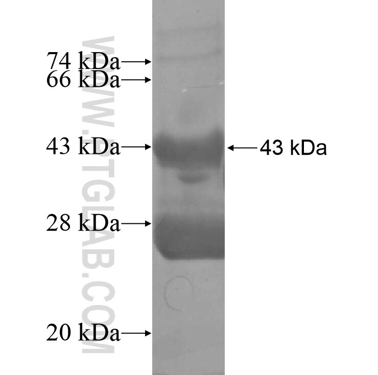 TBX2 fusion protein Ag11262 SDS-PAGE