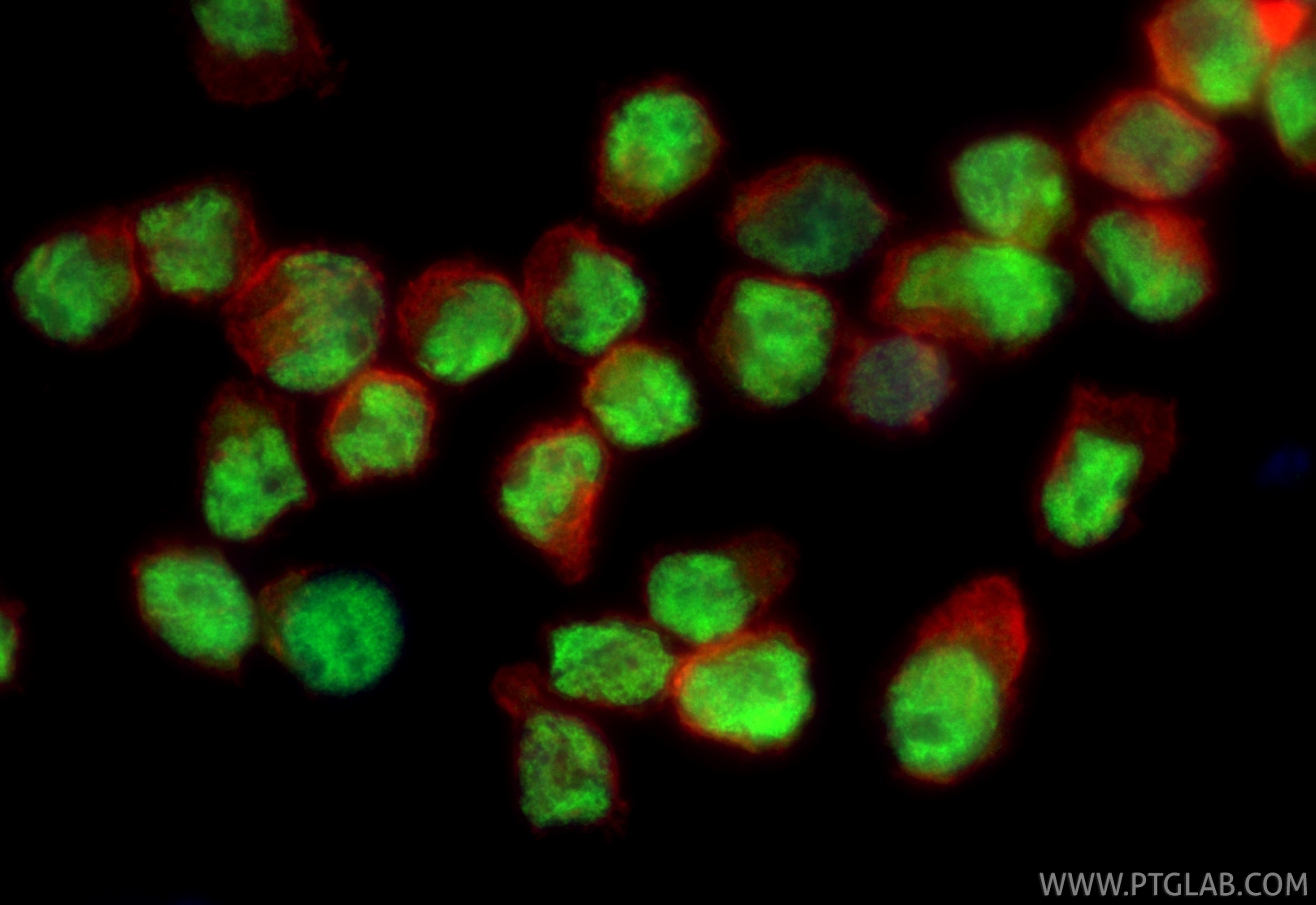 Immunofluorescence (IF) / fluorescent staining of NK-92 cells using TBX21/T-bet Polyclonal antibody (13700-1-AP)