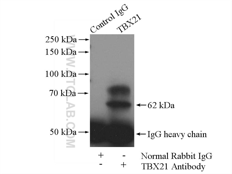 Immunoprecipitation (IP) experiment of mouse thymus tissue using TBX21,T-bet Polyclonal antibody (13700-1-AP)