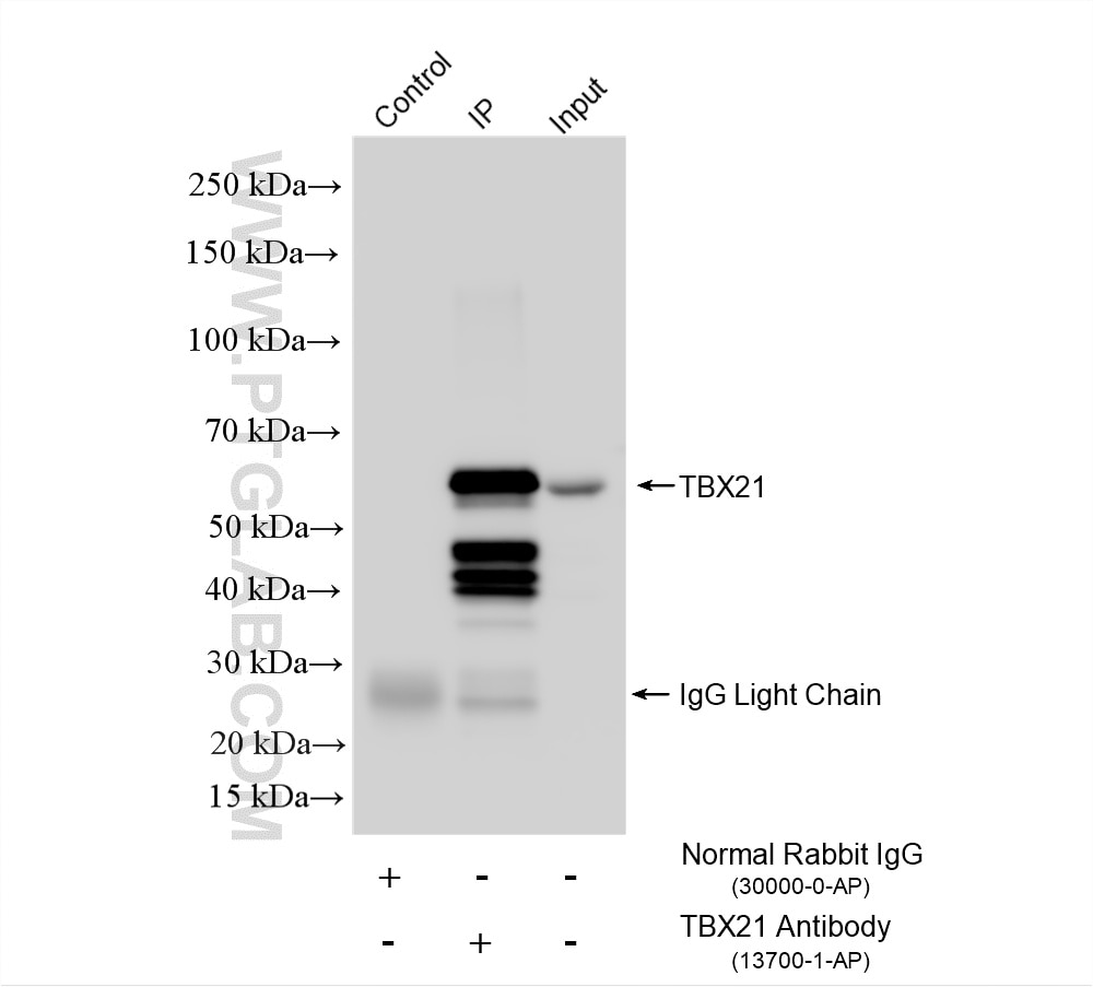 IP experiment of NK-92 using 13700-1-AP Immunoprecipitation (IP) experiment of NK-92 cells using TBX21/T-bet Polyclonal antibody (13700-1-AP)