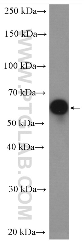 Western Blot (WB) analysis of RAW 264.7 cells using TBX21,T-bet Polyclonal antibody (13700-1-AP)
