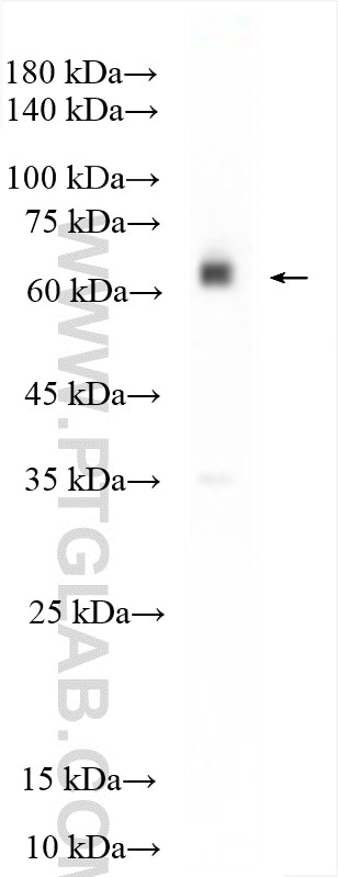 Western Blot (WB) analysis of A549 cells using TBX21,T-bet Polyclonal antibody (13700-1-AP)