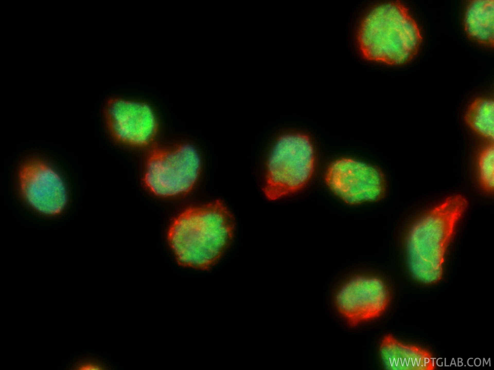 IF Staining of NK-92 using 83804-10-RR (same clone as 83804-10-PBS) Immunofluorescence (IF) / fluorescent staining of NK-92 cells using TBX21/T-bet Recombinant monoclonal antibody (83804-10-RR)