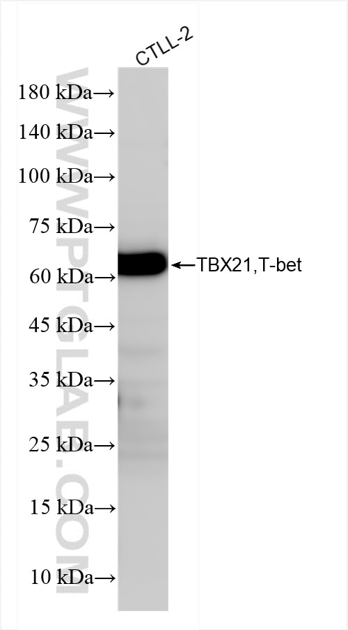 Western Blot (WB) analysis of CTLL-2 cells using TBX21/T-bet Recombinant antibody (83804-6-RR)
