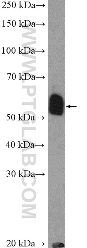 Western Blot (WB) analysis of PC-3 cells using TBX22 Polyclonal antibody (11133-1-AP)