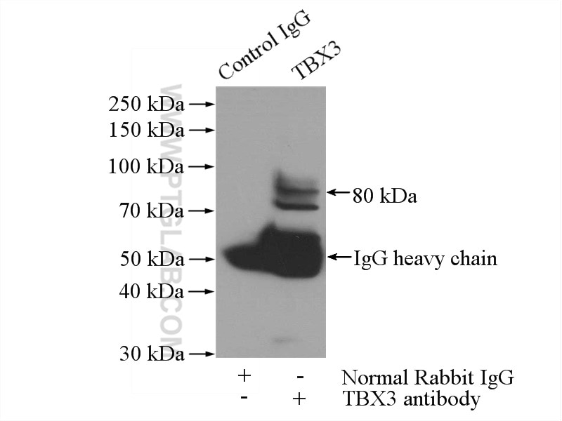Immunoprecipitation (IP) experiment of human placenta tissue using TBX3 Polyclonal antibody (16741-1-AP)
