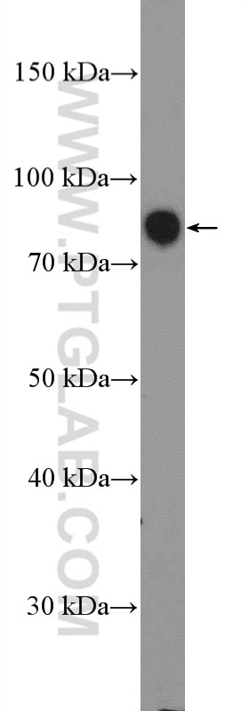 Western Blot (WB) analysis of HepG2 cells using TBX3 Polyclonal antibody (16741-1-AP)