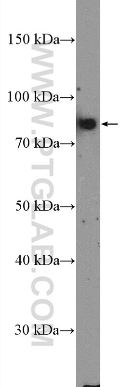 Western Blot (WB) analysis of HepG2 cells using TBX3 Polyclonal antibody (16741-1-AP)