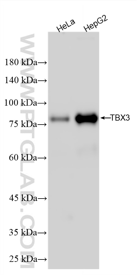 Western Blot (WB) analysis of various lysates using TBX3 Recombinant monoclonal antibody (87137-1-RR)