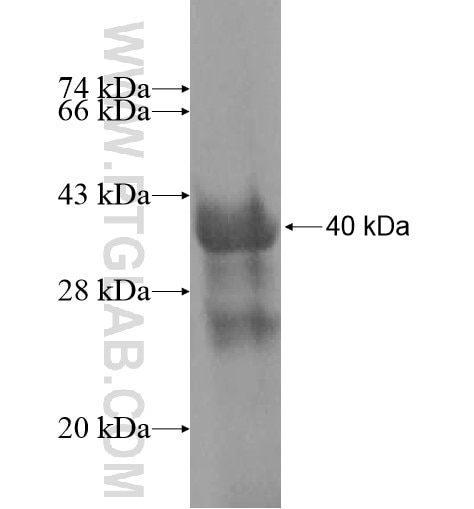 TBX3 fusion protein Ag10195 SDS-PAGE