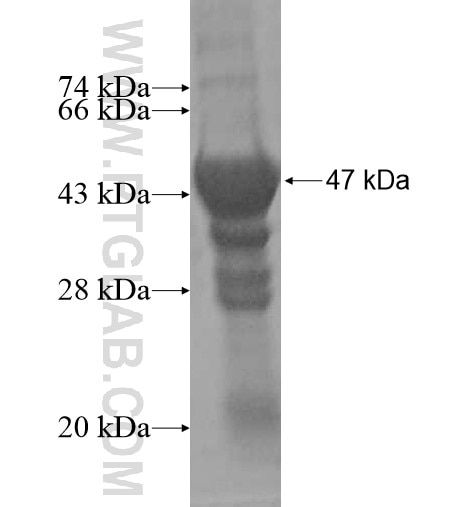 TBX3 fusion protein Ag10376 SDS-PAGE