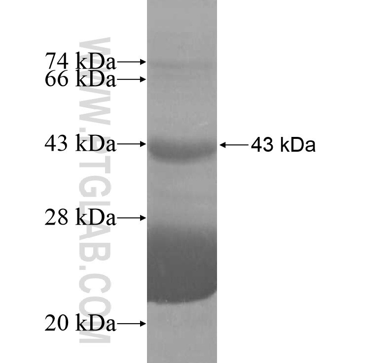 TBX3 fusion protein Ag11263 SDS-PAGE