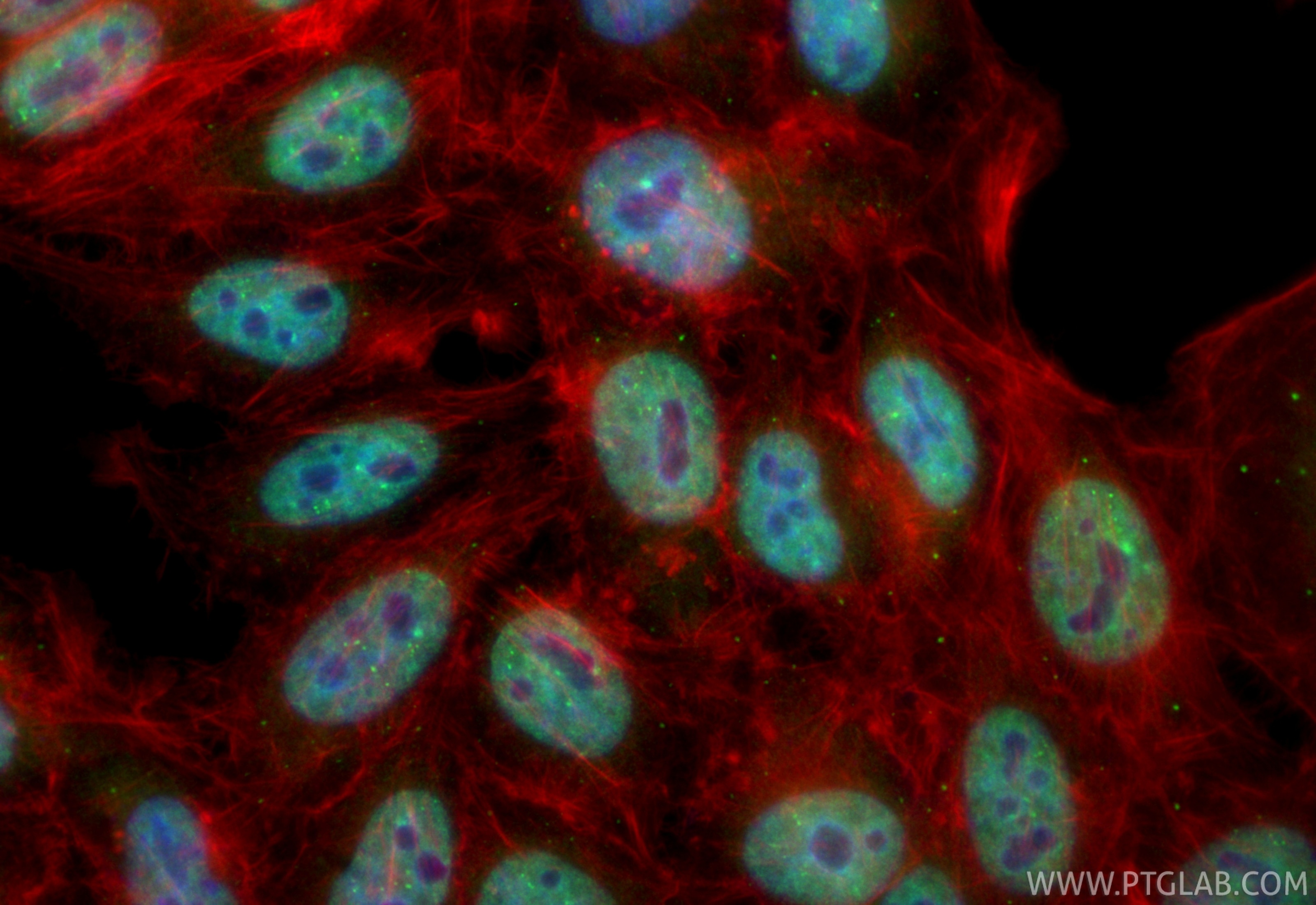Immunofluorescence (IF) / fluorescent staining of HepG2 cells using CoraLite® Plus 488-conjugated TBX4/5 Recombinant m (CL488-84997-4)