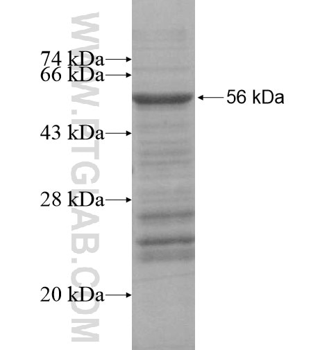 TBX4 fusion protein Ag15576 SDS-PAGE