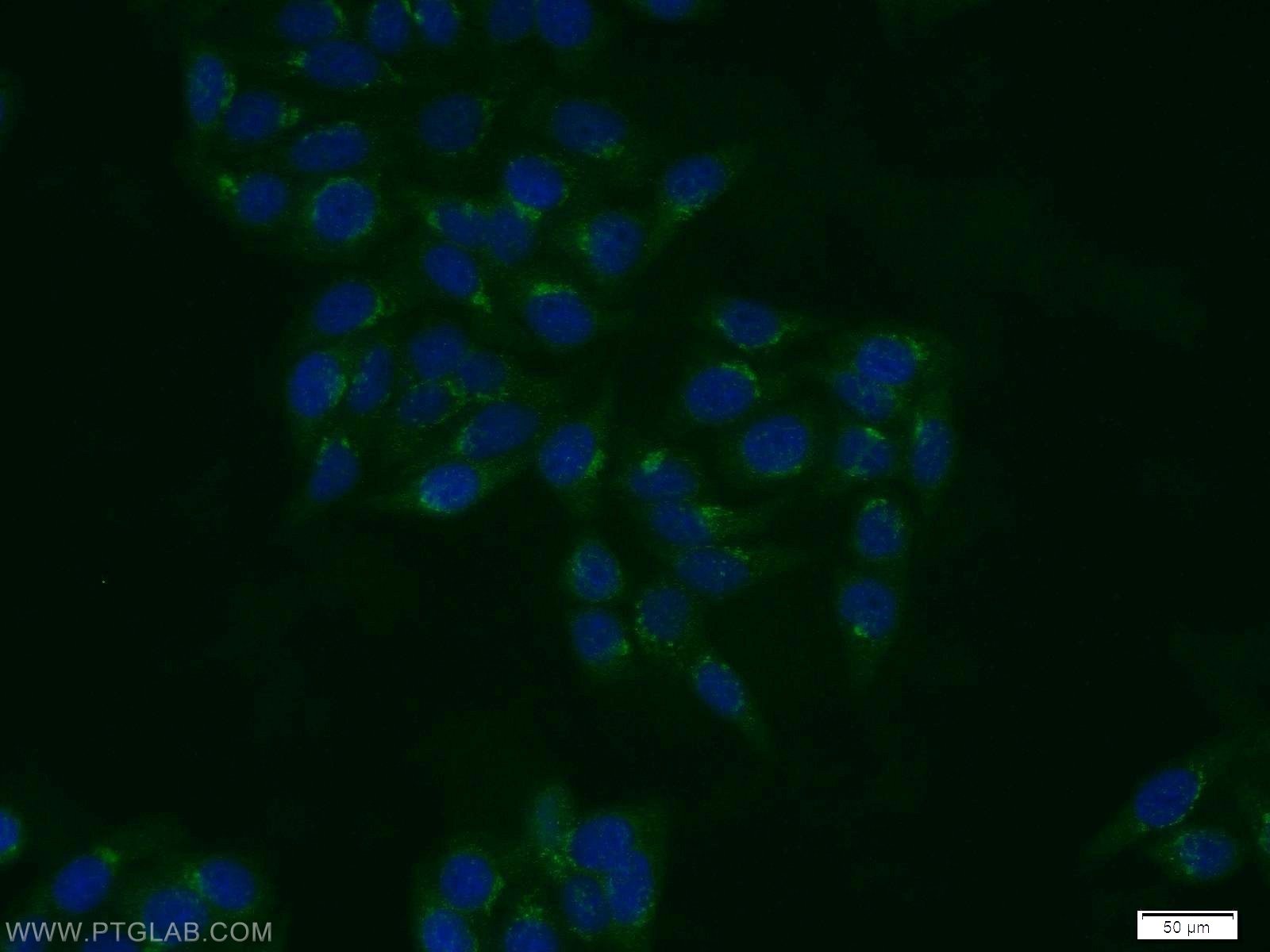 Immunofluorescence (IF) / fluorescent staining of HepG2 cells using TBX4/5 Polyclonal antibody (13178-1-AP)