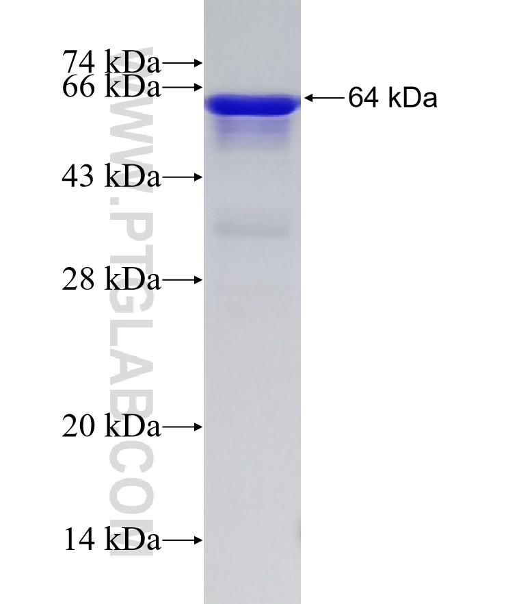 TBX5 fusion protein Ag3845 SDS-PAGE
