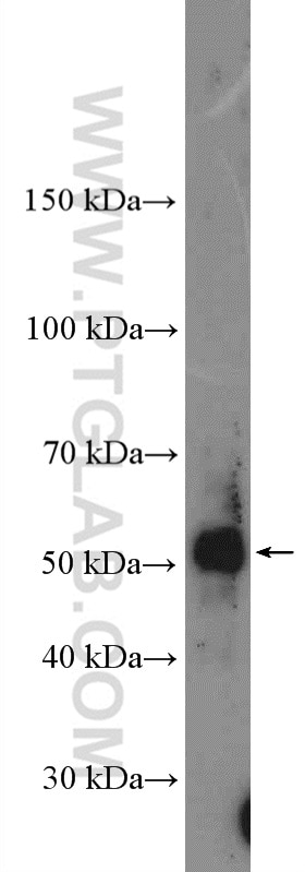 Western Blot (WB) analysis of mouse lung tissue using TBX6 Polyclonal antibody (12447-1-AP)