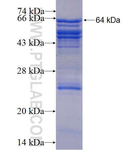 TBX6 fusion protein Ag3050 SDS-PAGE
