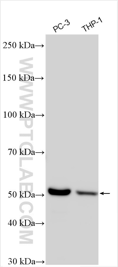 Western Blot (WB) analysis of various lysates using TBXAS1 Polyclonal antibody (30215-1-AP)