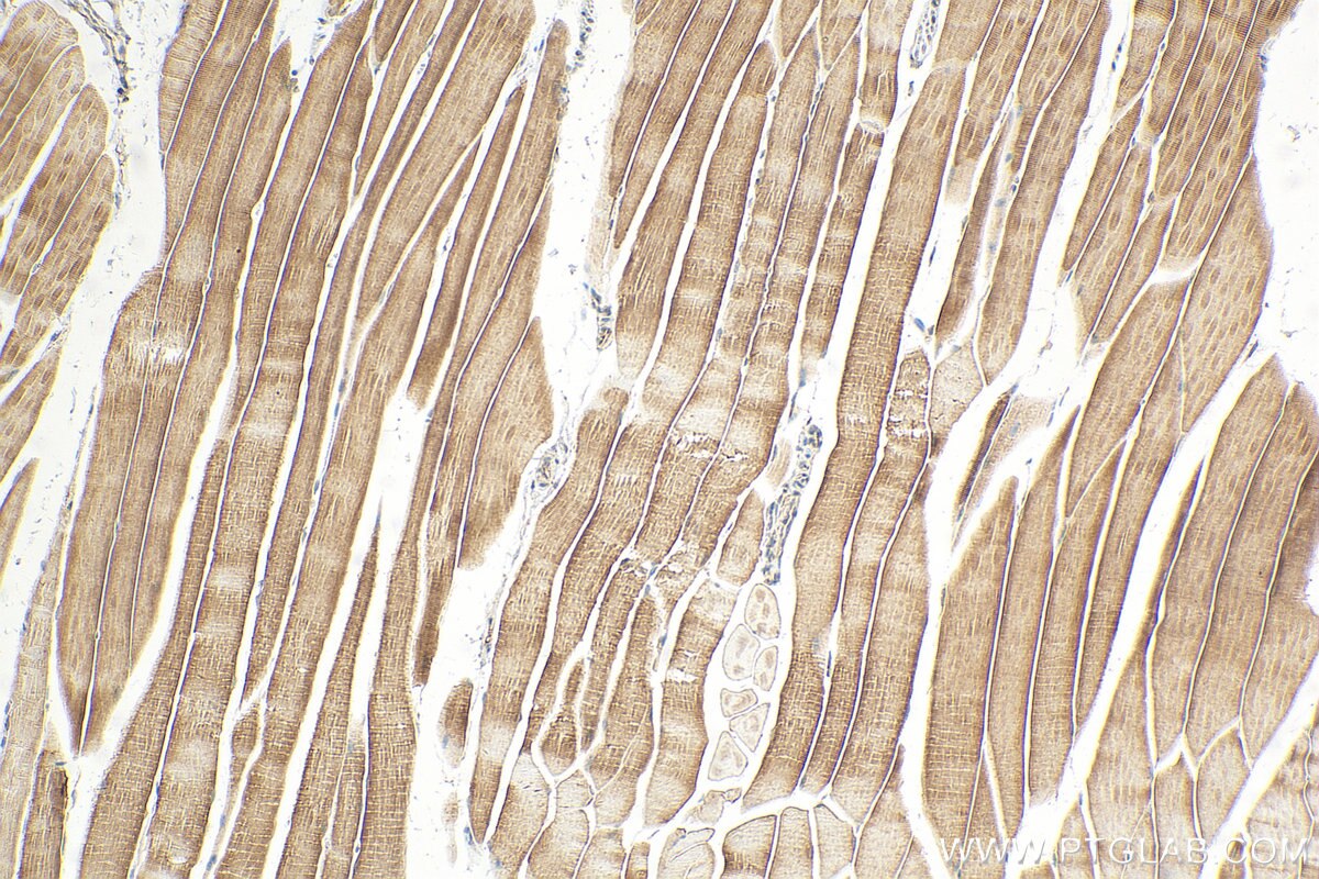 Immunohistochemistry (IHC) staining of mouse skeletal muscle tissue using Telethonin Polyclonal antibody (16104-1-AP)