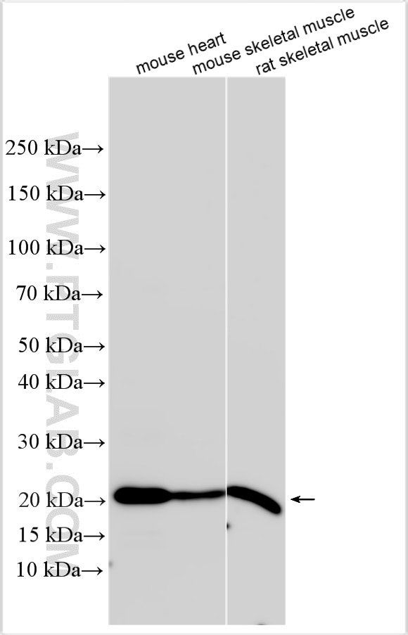 Western Blot (WB) analysis of various lysates using Telethonin Polyclonal antibody (16104-1-AP)