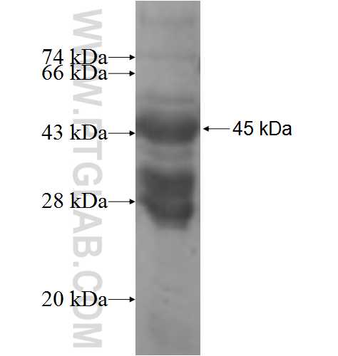 TCAP fusion protein Ag9014 SDS-PAGE