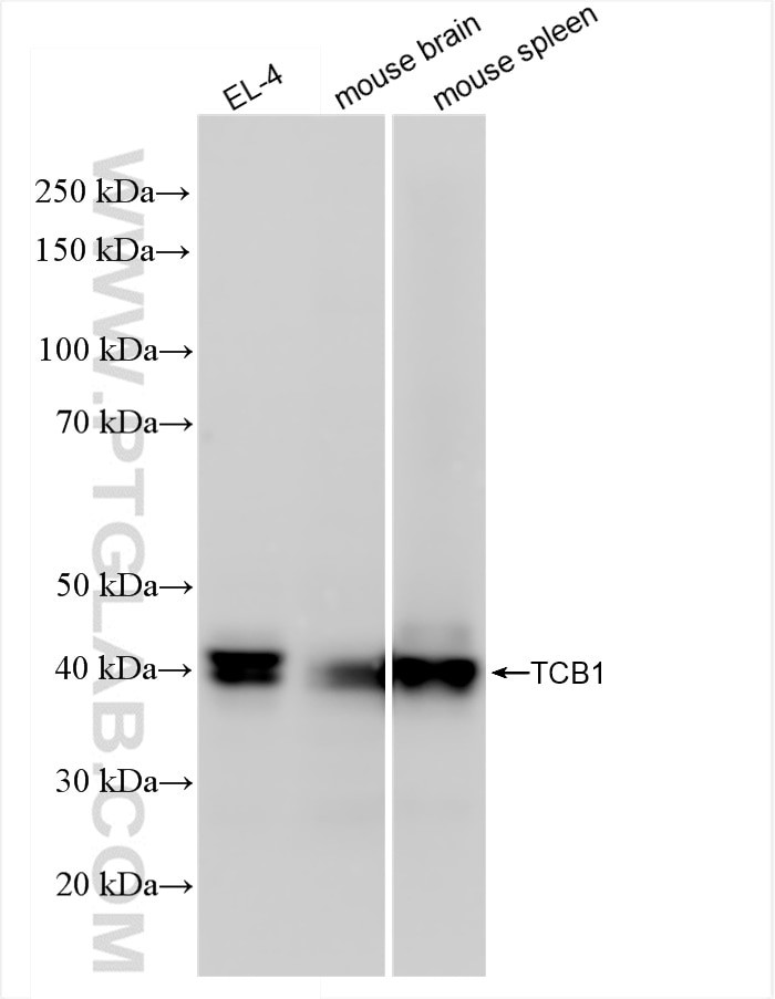 Western Blot (WB) analysis of various lysates using TCB1 Recombinant antibody (84878-5-RR)