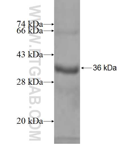TCEA2 fusion protein Ag9631 SDS-PAGE