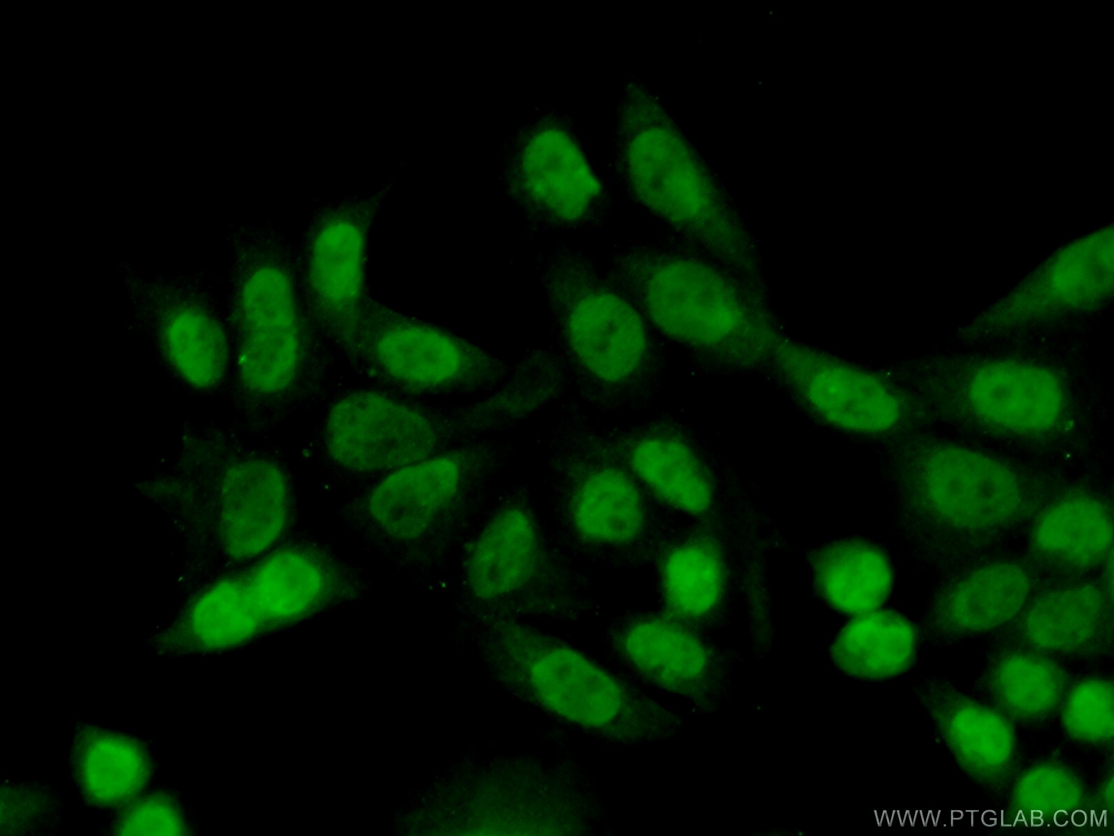 Immunofluorescence (IF) / fluorescent staining of HeLa cells using TCEA3 Polyclonal antibody (17158-1-AP)