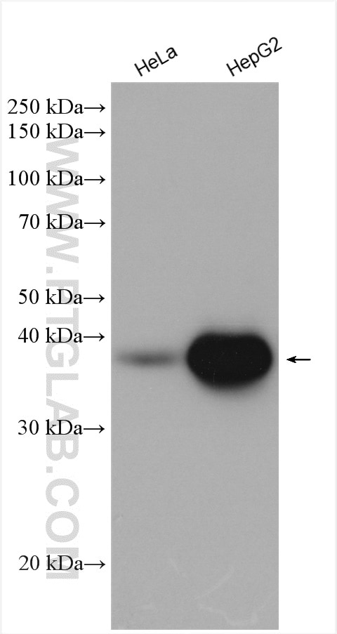 Western Blot (WB) analysis of various lysates using TCEA3 Polyclonal antibody (17158-1-AP)