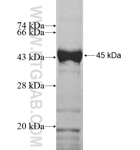 TCEA3 fusion protein Ag10074 SDS-PAGE