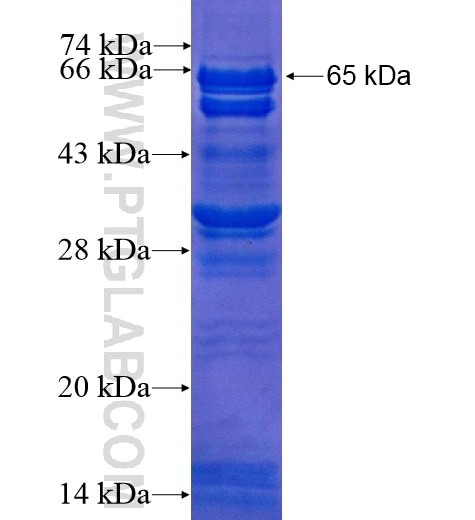 TCEA3 fusion protein Ag10404 SDS-PAGE