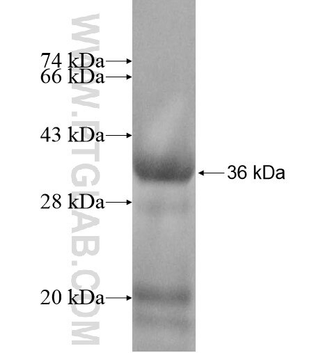 TCEAL2 fusion protein Ag12619 SDS-PAGE